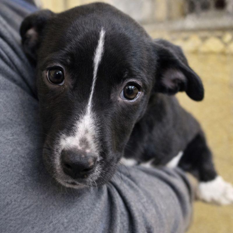 Ripple, adoptable, Puppy Female Black Labrador Retriever.
