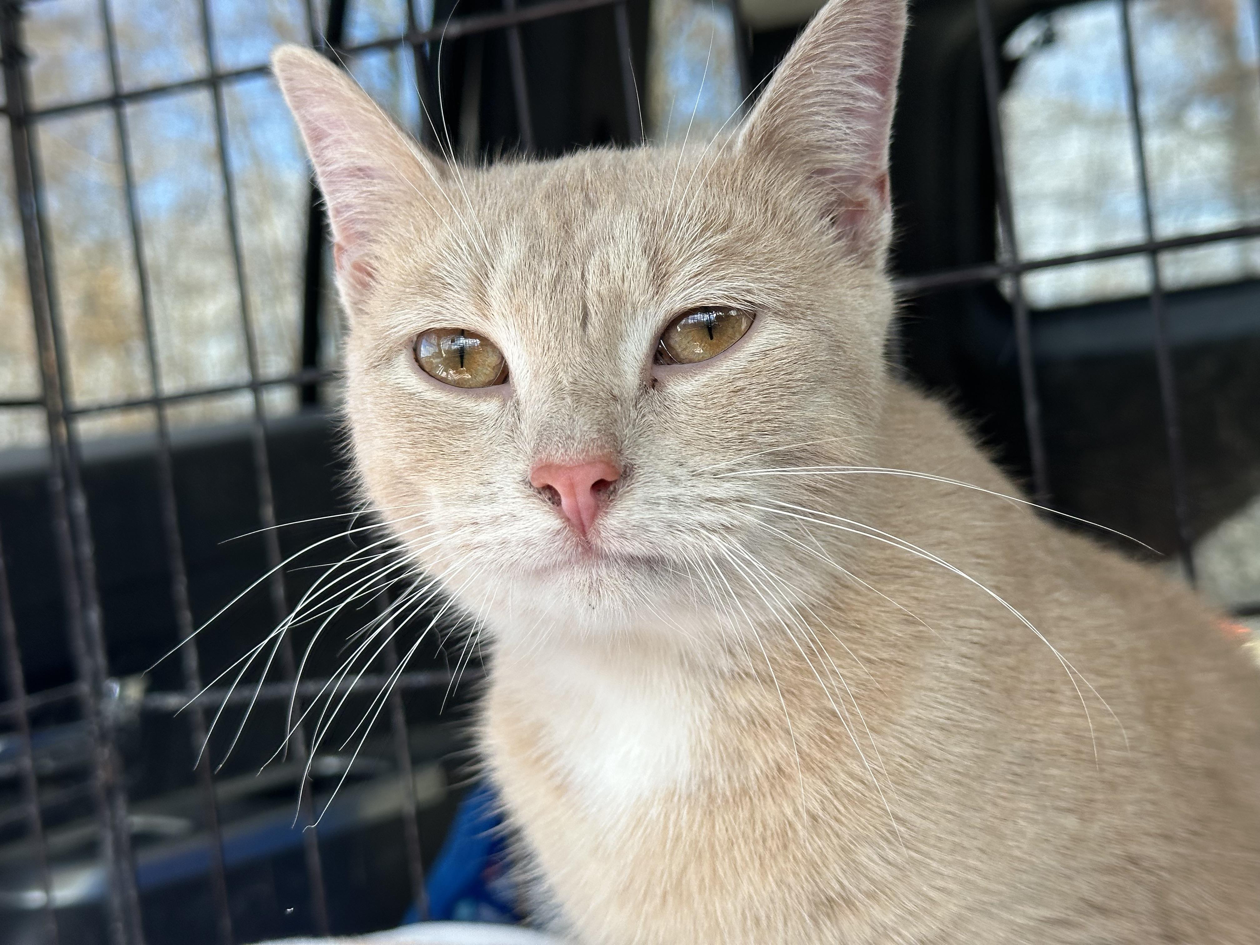 Goldie, Young Female Domestic Short Hair