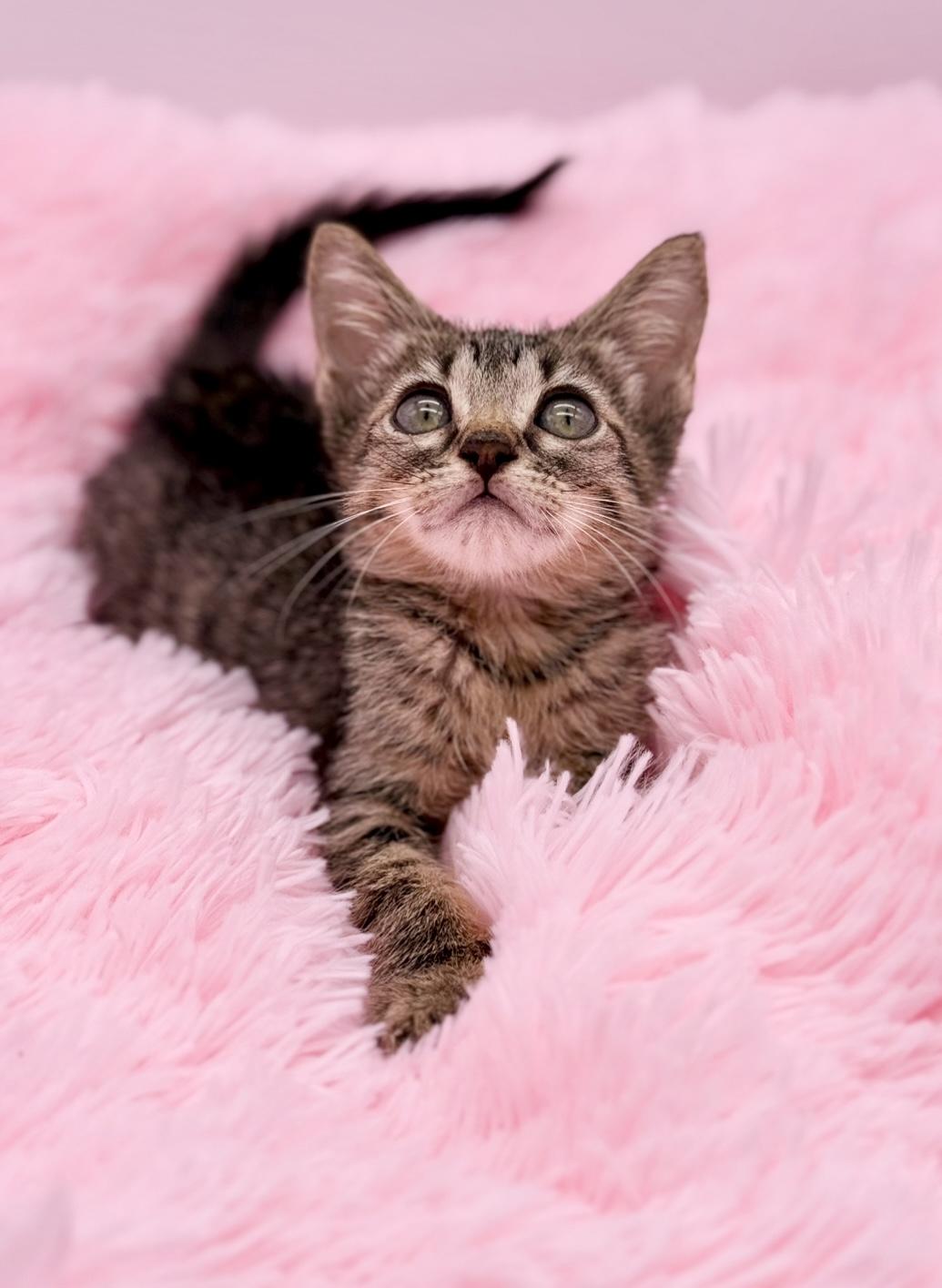 Enlarge Animal Cracker, a Adoptable Tabby in Covington, LA image 6/6
