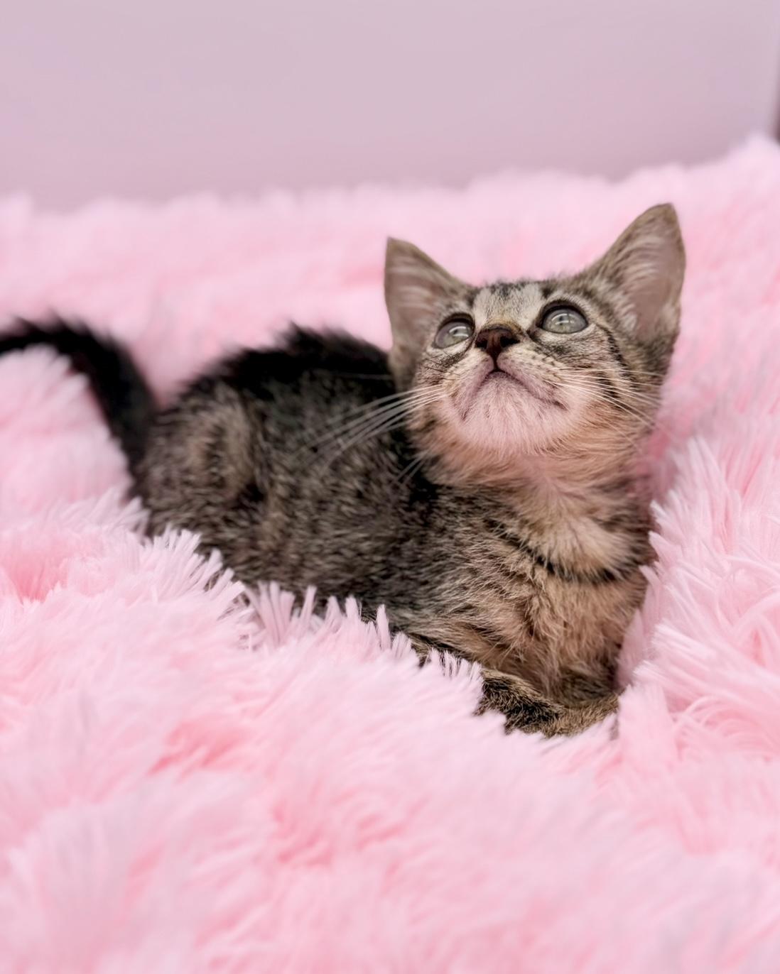 Enlarge Animal Cracker, a Adoptable Tabby in Covington, LA image 5/6