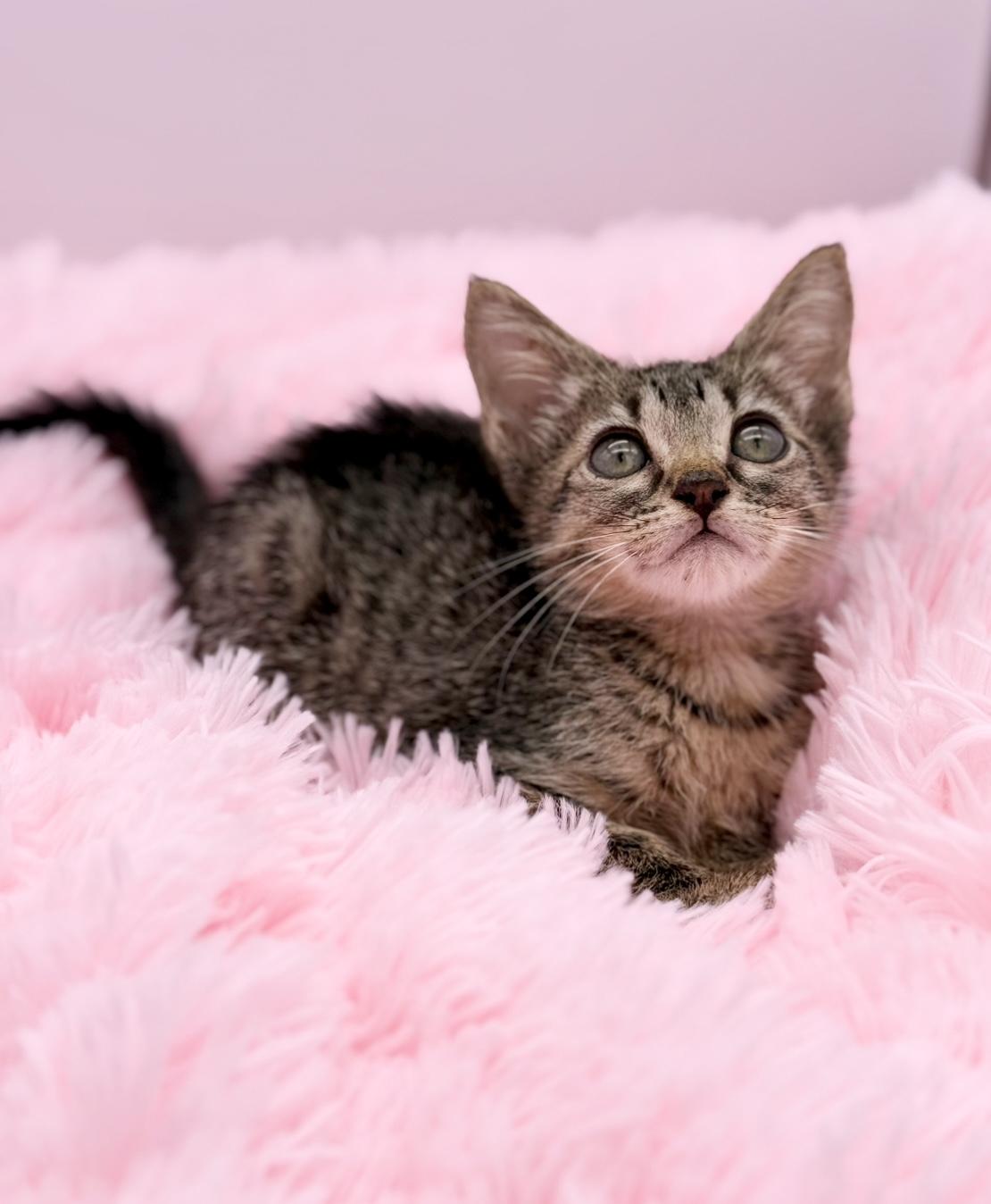 Enlarge Animal Cracker, a Adoptable Tabby in Covington, LA image 2/6