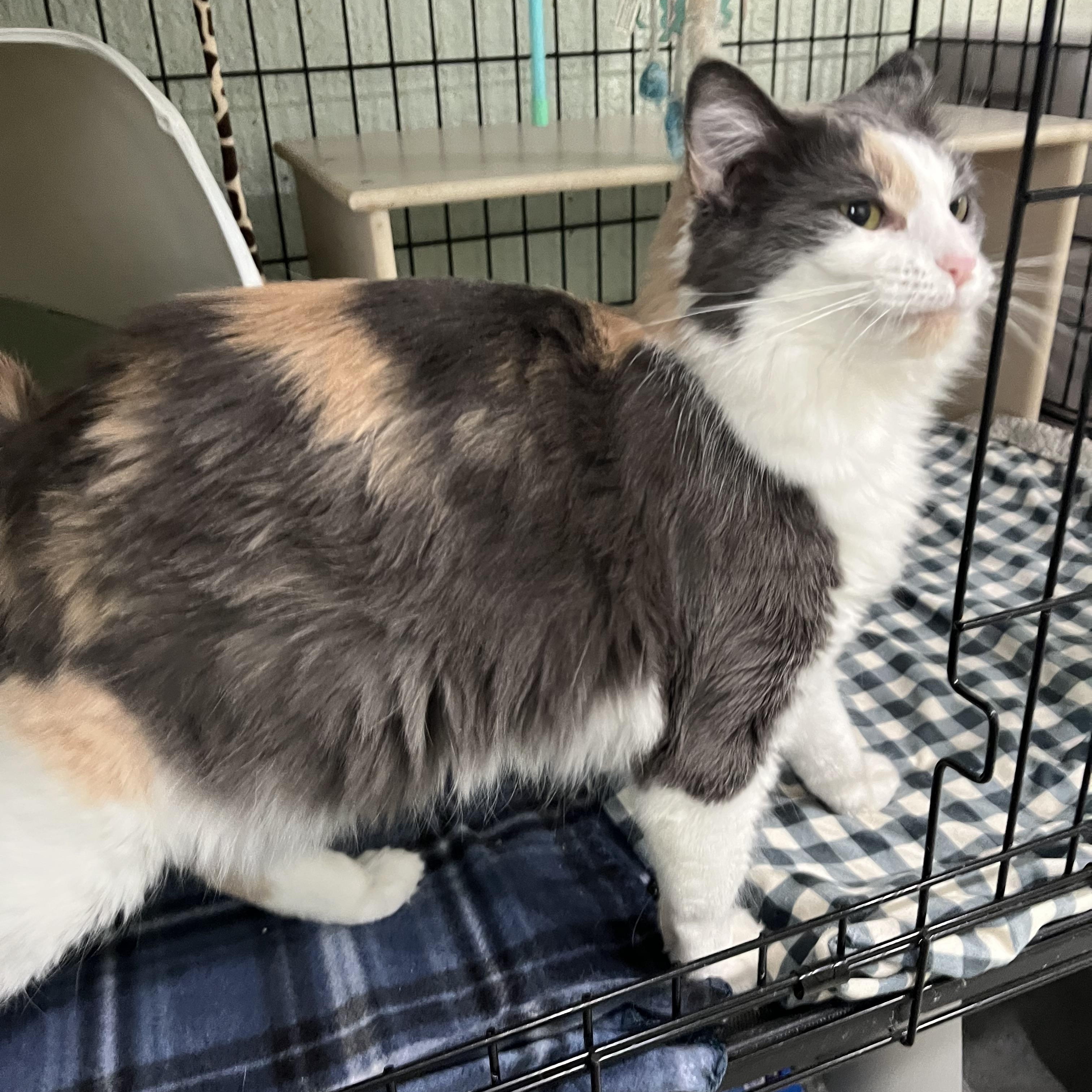 Enlarge Priscilla, a Adoptable Dilute Calico in Moline, IL image 4/6