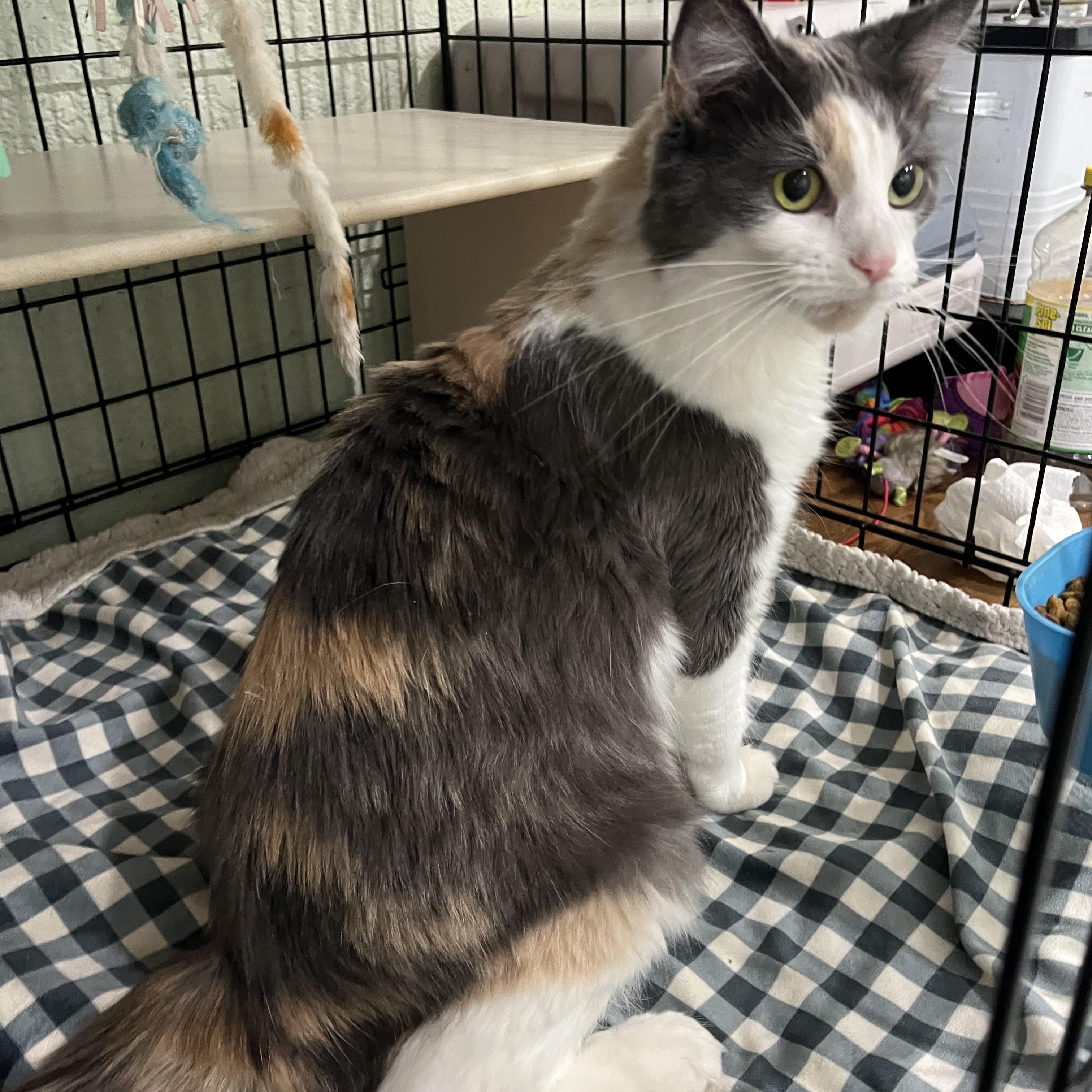 Enlarge Priscilla, a Adoptable Dilute Calico in Moline, IL image 2/6