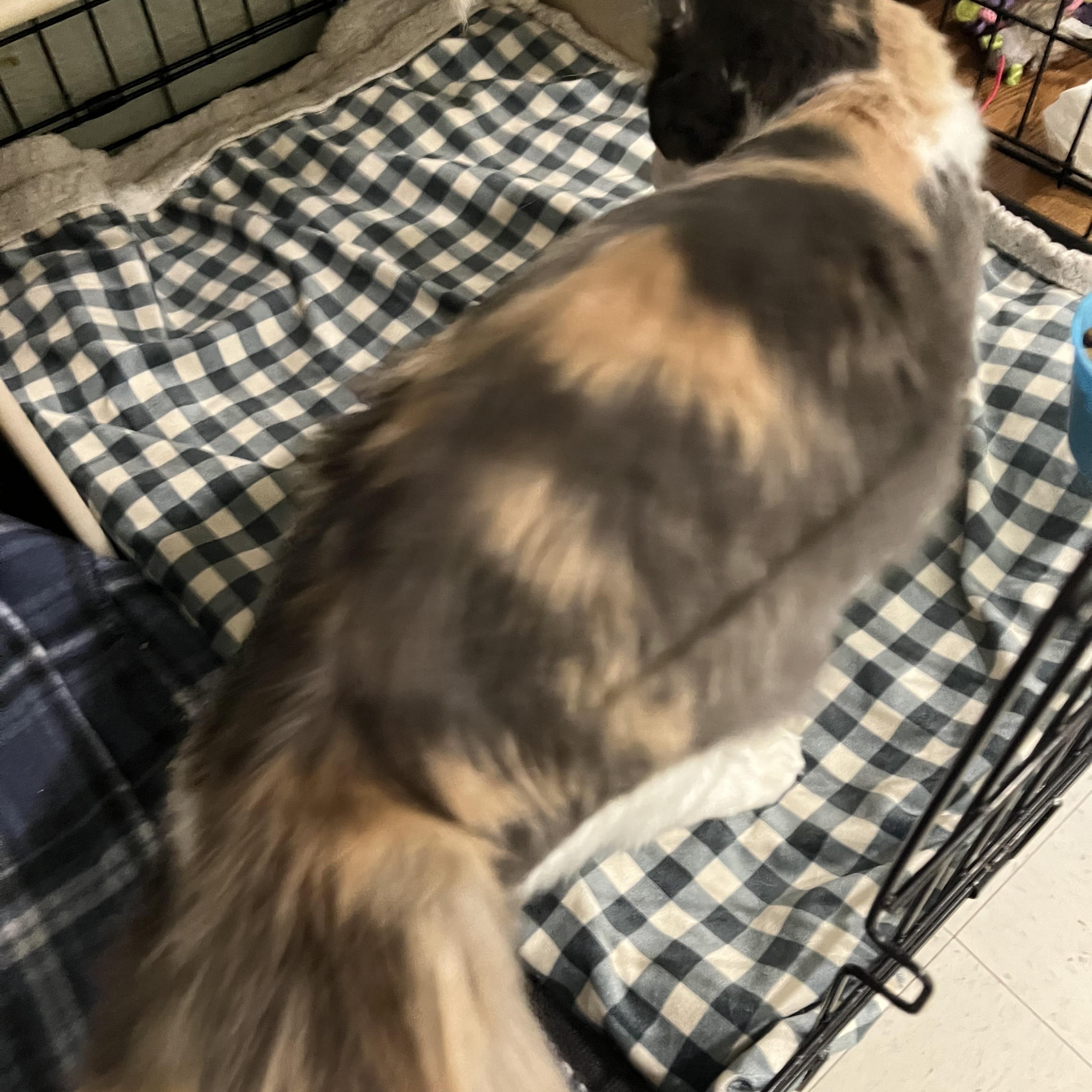 Enlarge Priscilla, a Adoptable Dilute Calico in Moline, IL image 1/6