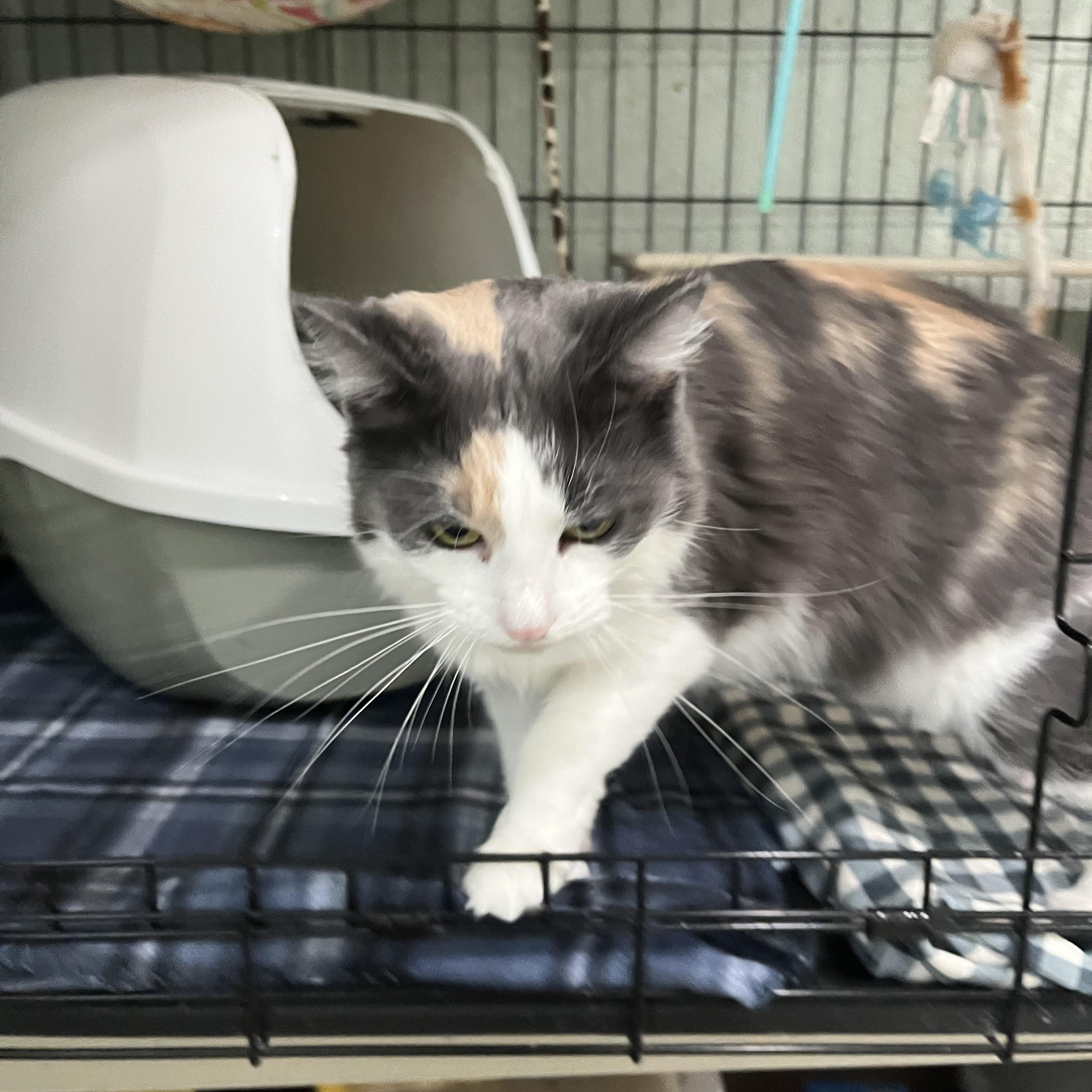 Enlarge Priscilla, a Adoptable Dilute Calico in Moline, IL image 3/6