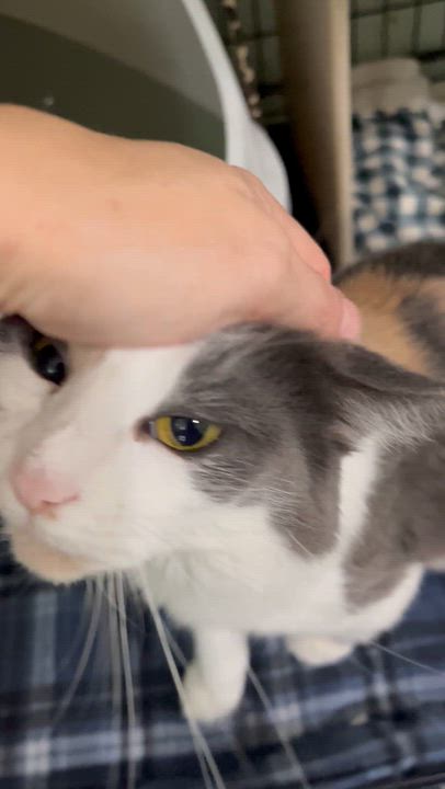 Enlarge Priscilla, a Adoptable Dilute Calico in Moline, IL video 5/6