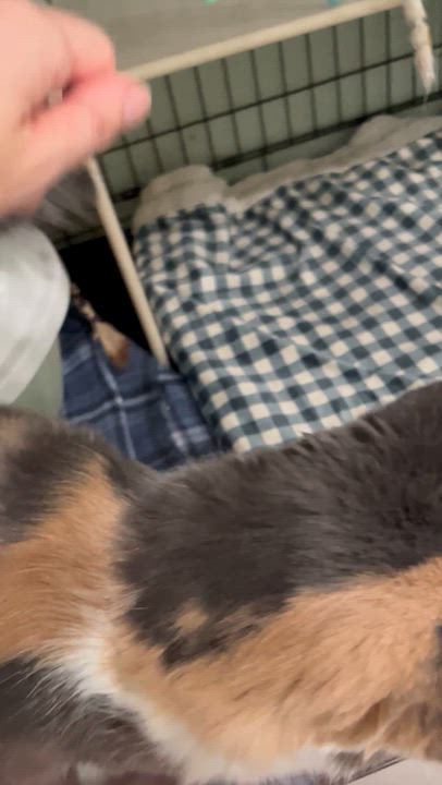 Enlarge Priscilla, a Adoptable Dilute Calico in Moline, IL video 6/6