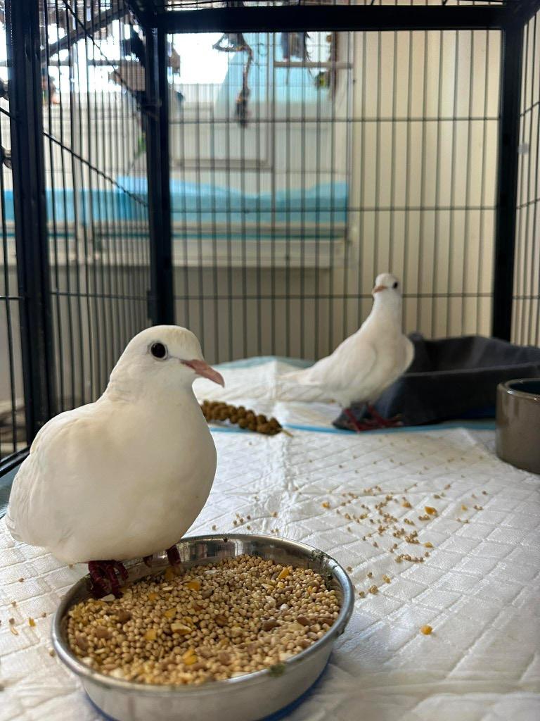 Plum w/Viola, Adopted, Young Male Dove.
