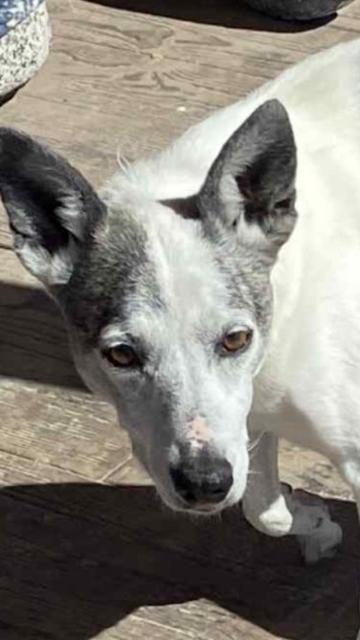 Josie, Adoptable, Senior Female Chihuahua & Whippet.