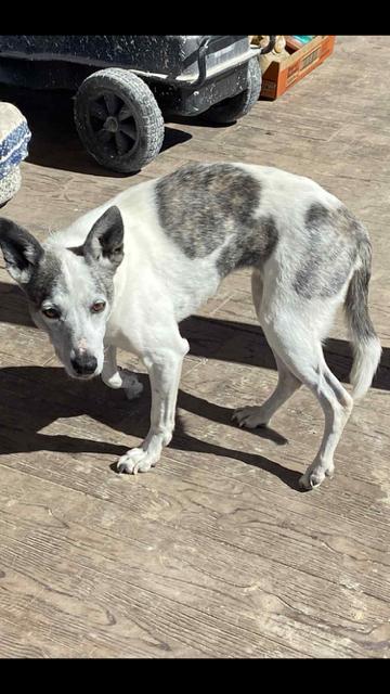 Enlarge Josie, a Adoptable mixed breed in Boone, CO image 2/3