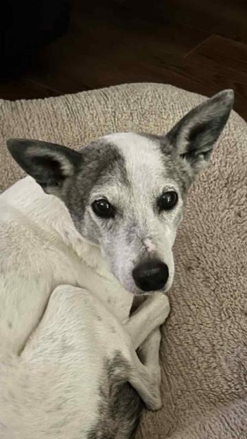 Enlarge Josie, a Adoptable mixed breed in Boone, CO image 3/3