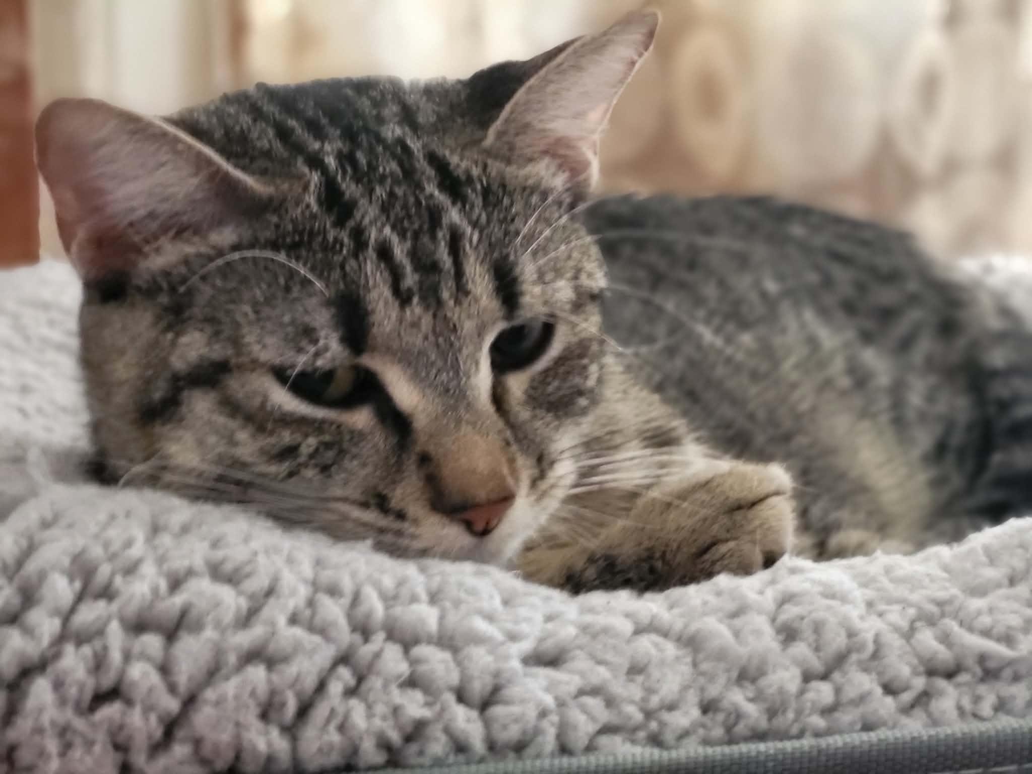 Enlarge Lilly , a ADOPTABLE Domestic Short Hair in Enfield, CT image 2/2