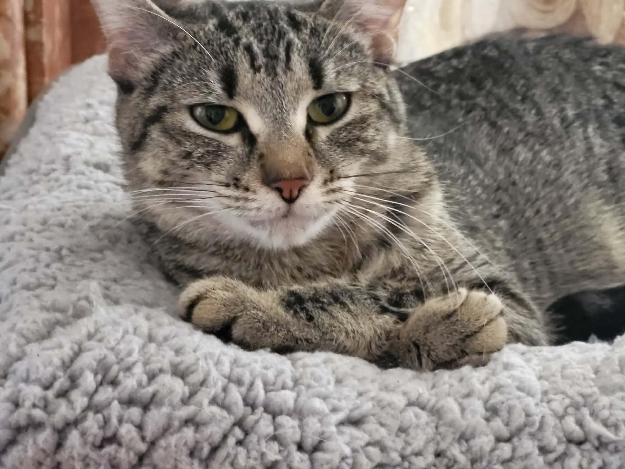 Enlarge Lilly , a ADOPTABLE Domestic Short Hair in Enfield, CT image 1/2