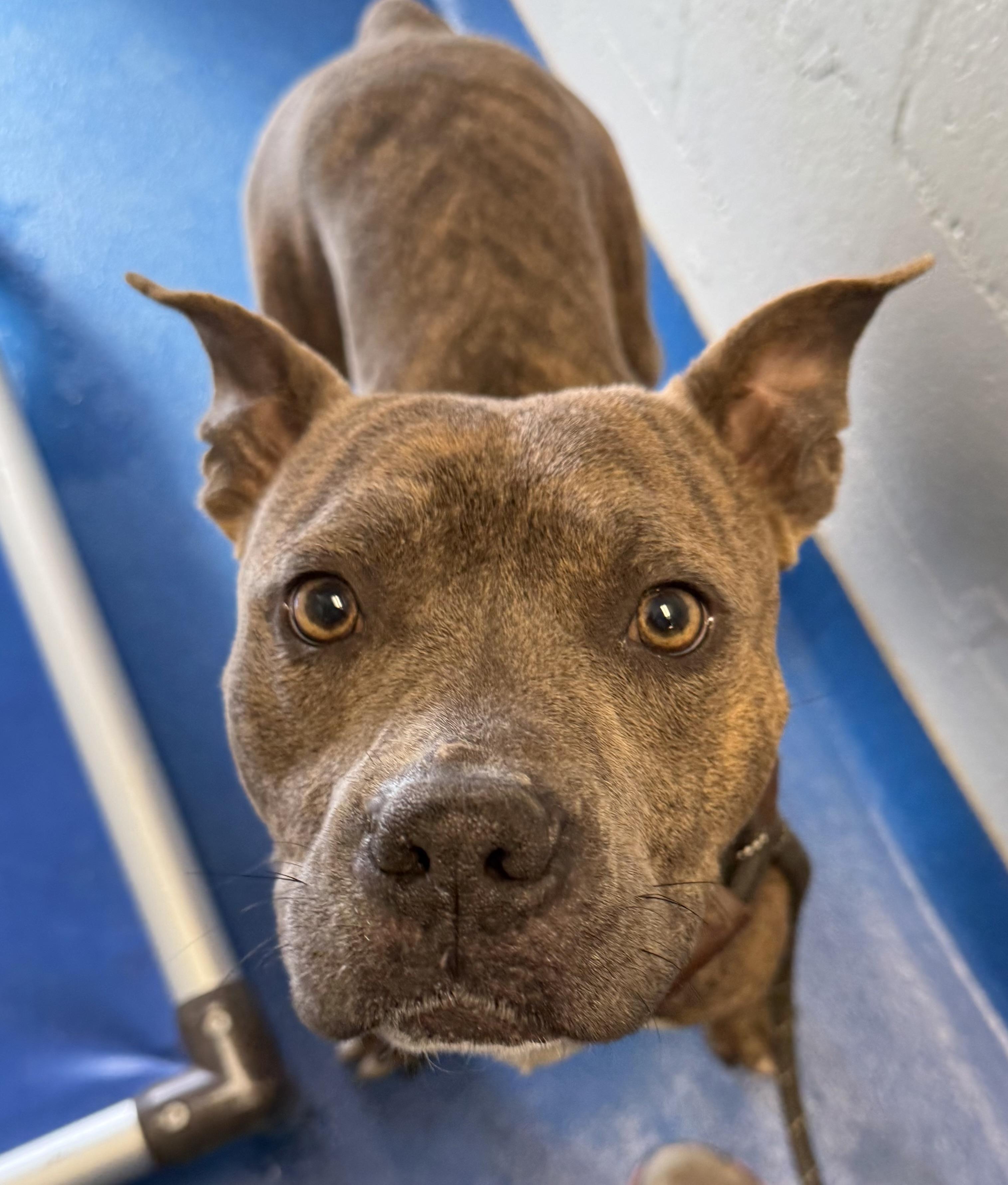 Enlarge Dasher , a ADOPTABLE mixed breed in Lancaster, SC image 2/3