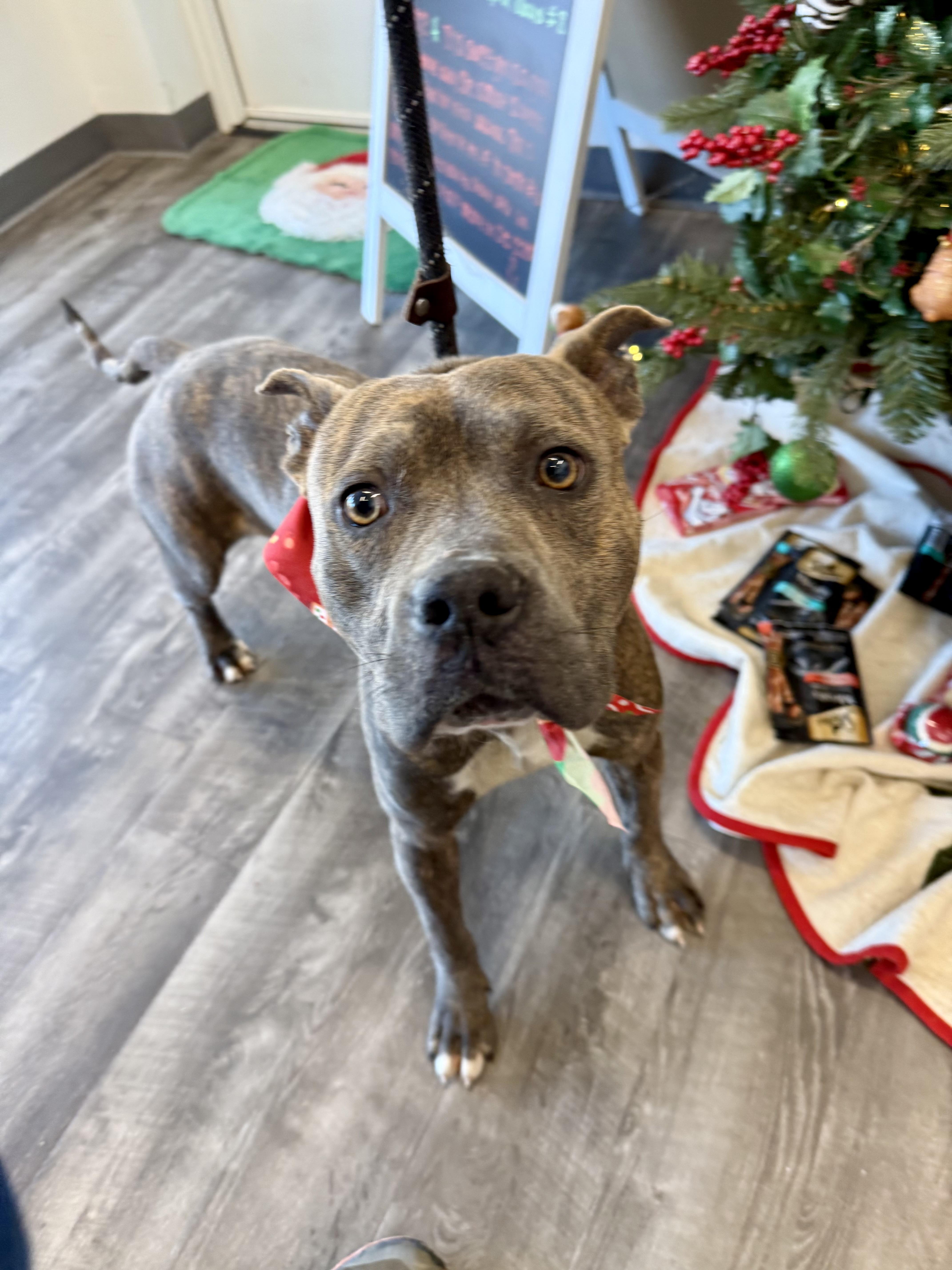 Enlarge Dasher , a ADOPTABLE mixed breed in Lancaster, SC image 3/3