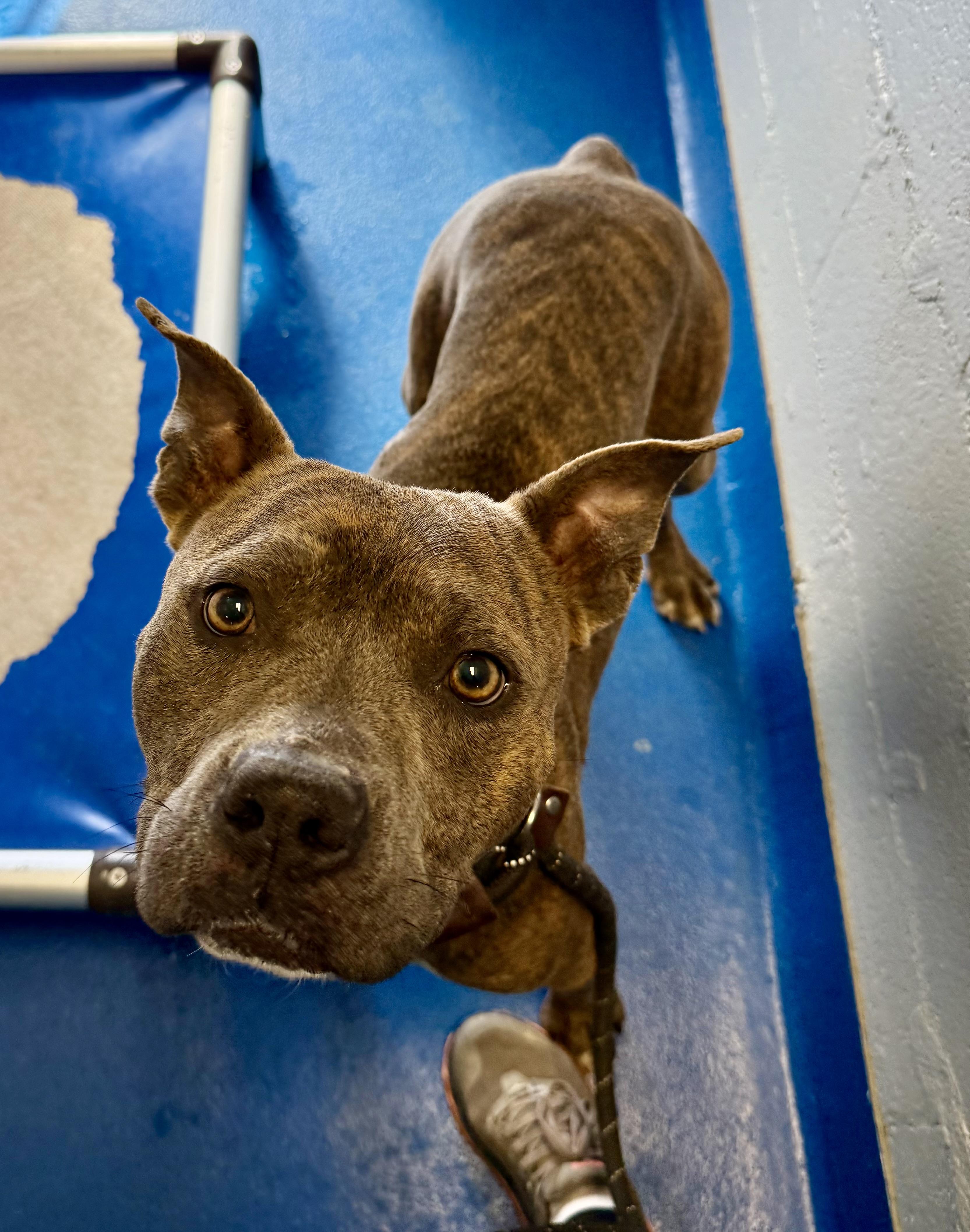 Dasher , ADOPTABLE, Adult Male Terrier.