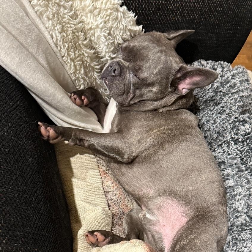 Enlarge Bean, an adopted French Bulldog in Dallas, GA image 4/4