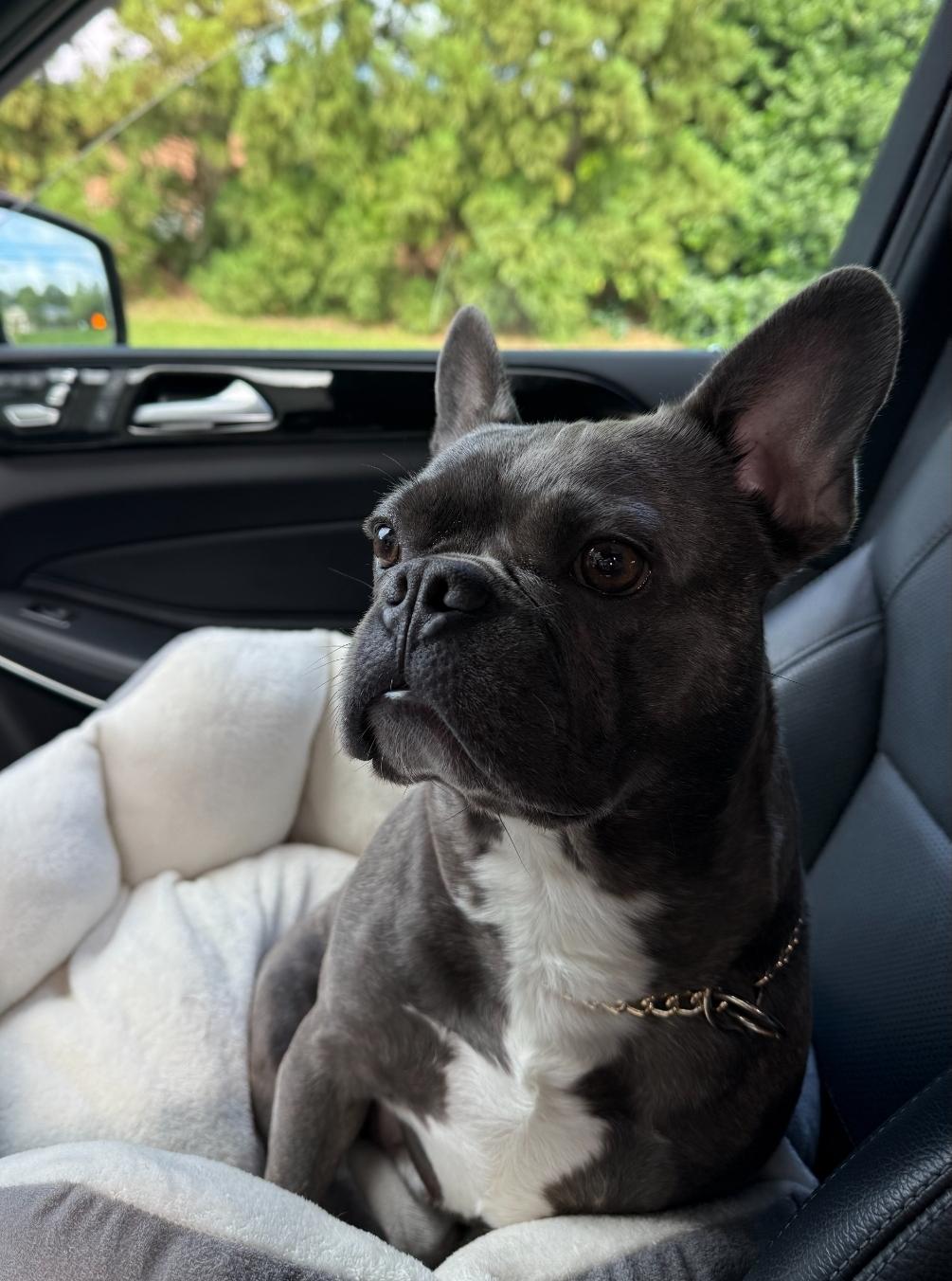 Enlarge Bean, an adopted French Bulldog in Dallas, GA image 3/4