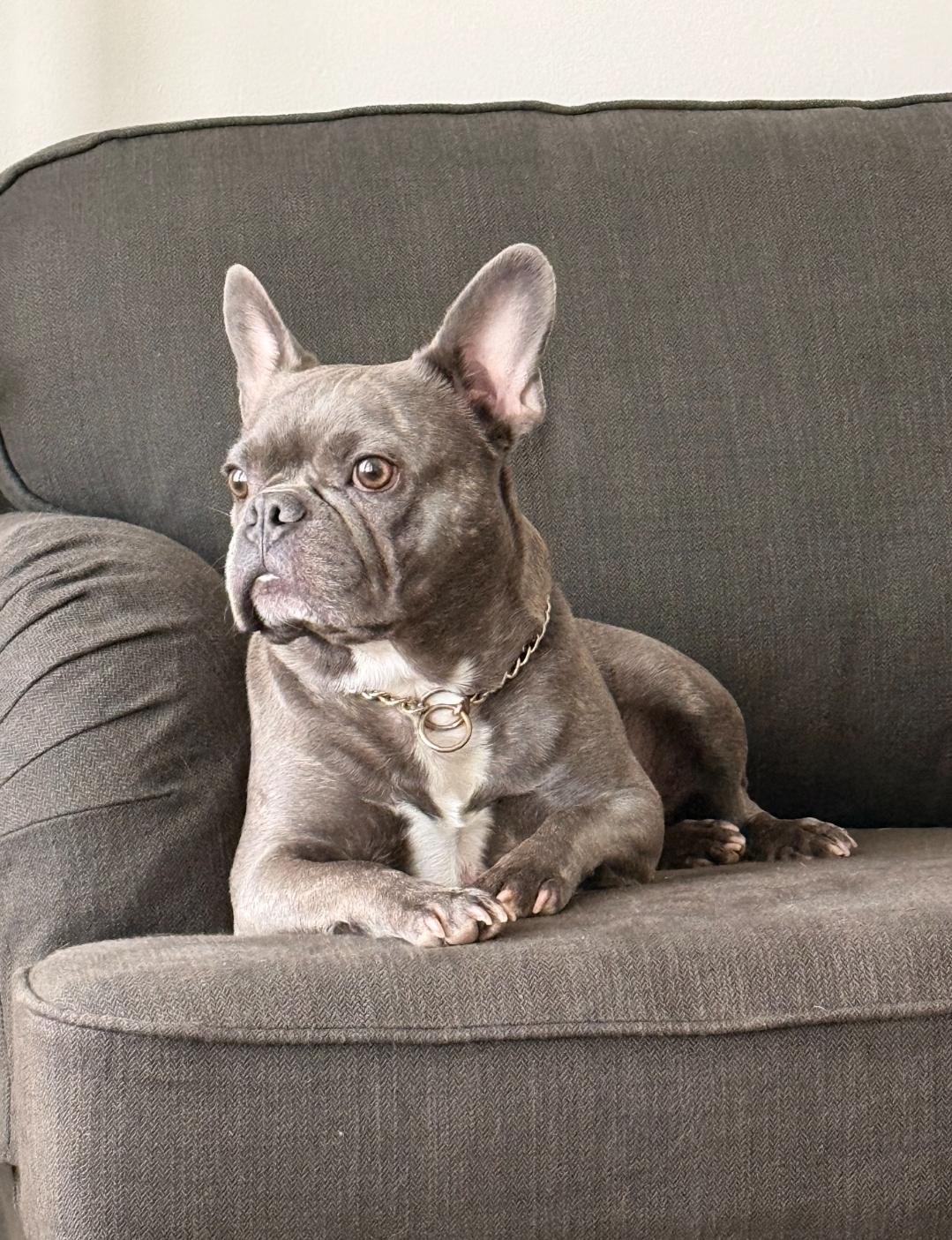 Enlarge Bean, an adopted French Bulldog in Dallas, GA image 1/4