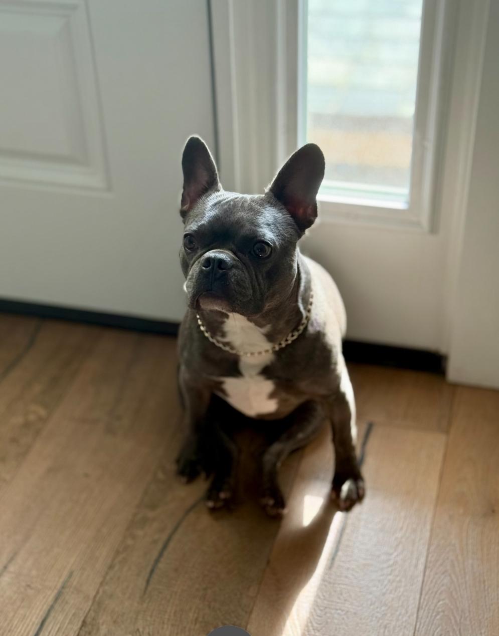 Enlarge Bean, an adopted French Bulldog in Dallas, GA image 2/4