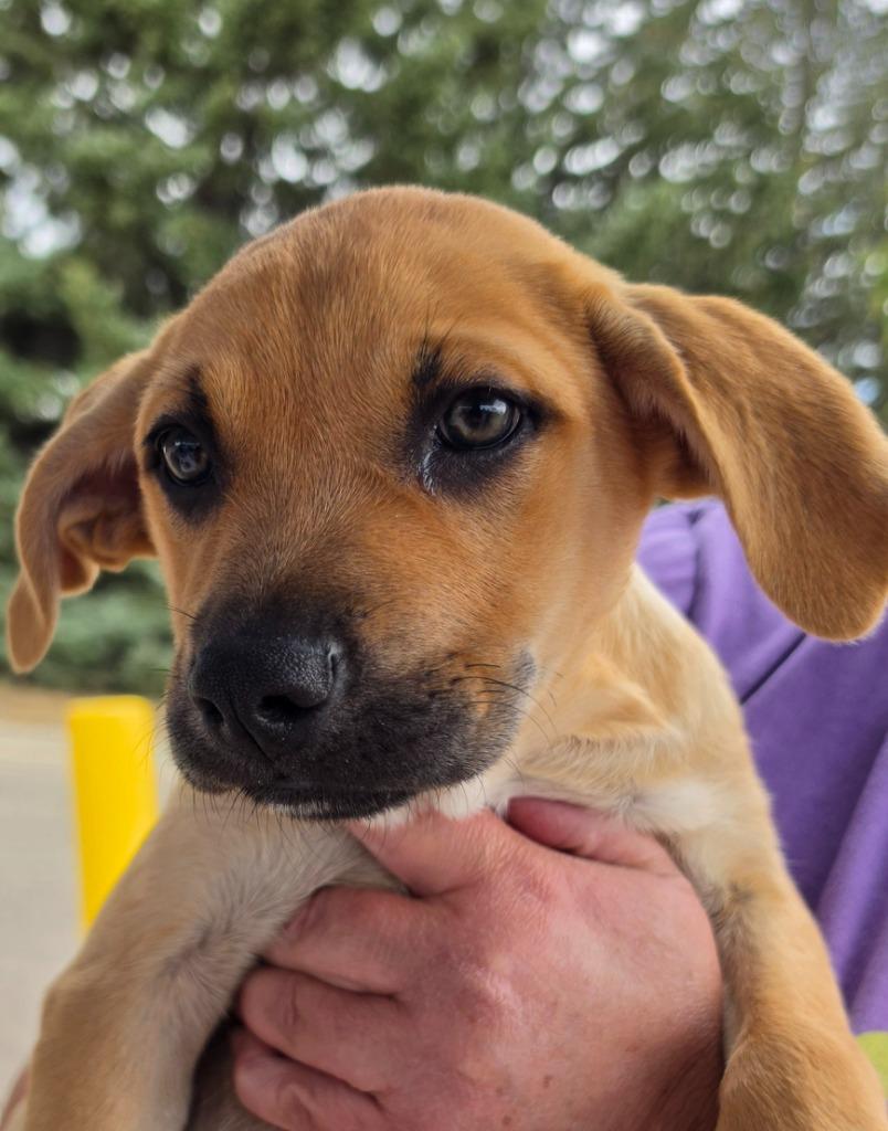 Lohfarben, Adoptable, Puppy Female Australian Cattle Dog / Blue Heeler & Labrador Retriever.