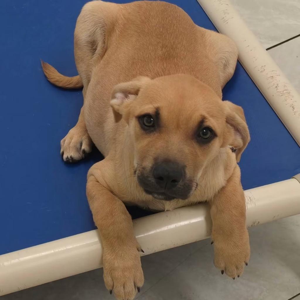 Enlarge Lohfarben, a Adoptable mixed breed in Fort Lupton, CO image 2/4