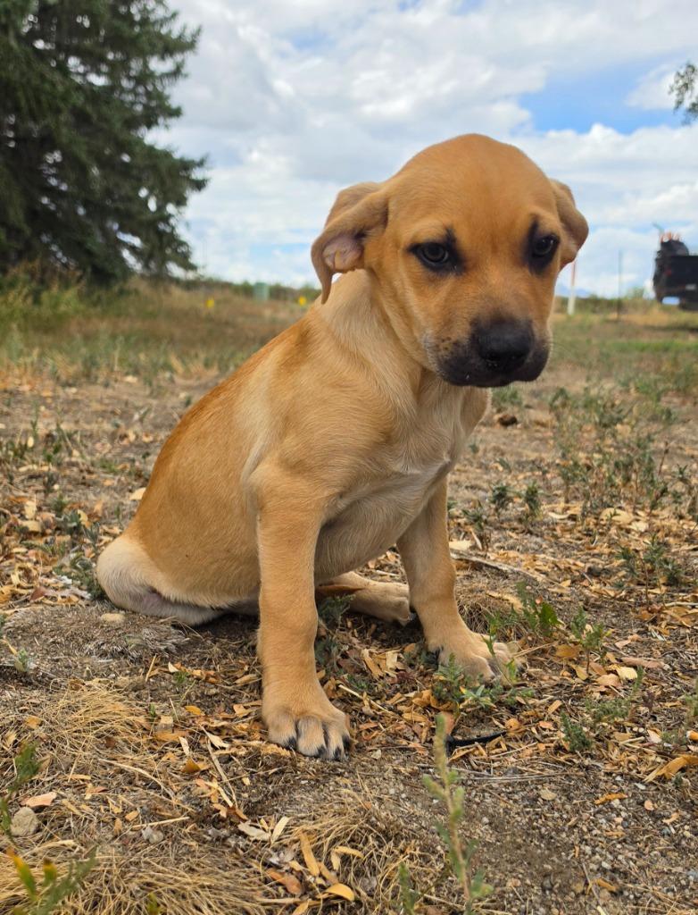 Enlarge Lohfarben, a Adoptable mixed breed in Fort Lupton, CO image 4/4