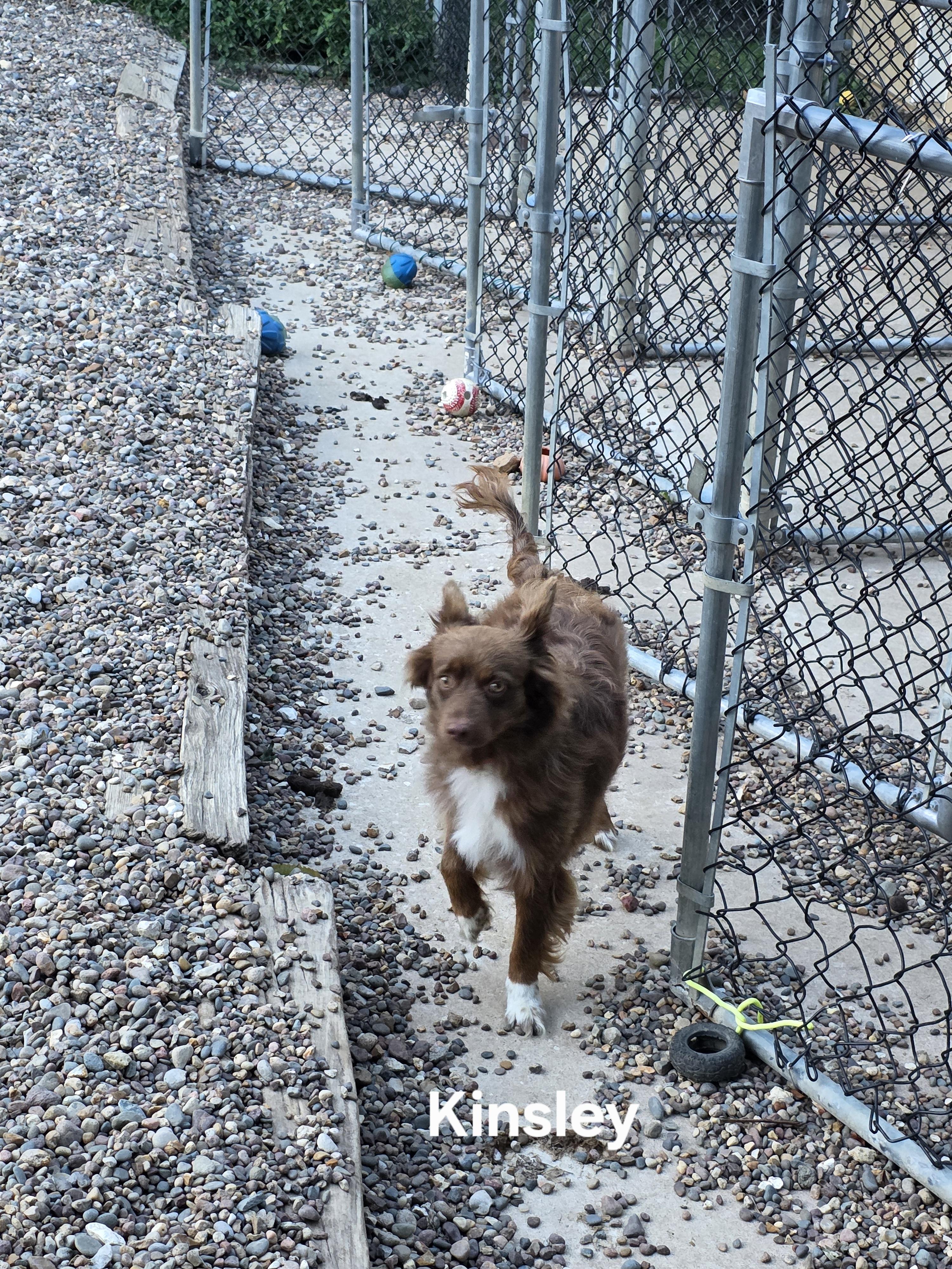 Enlarge Kinsley, a Adoptable Australian Shepherd in Wever, IA image 5/5