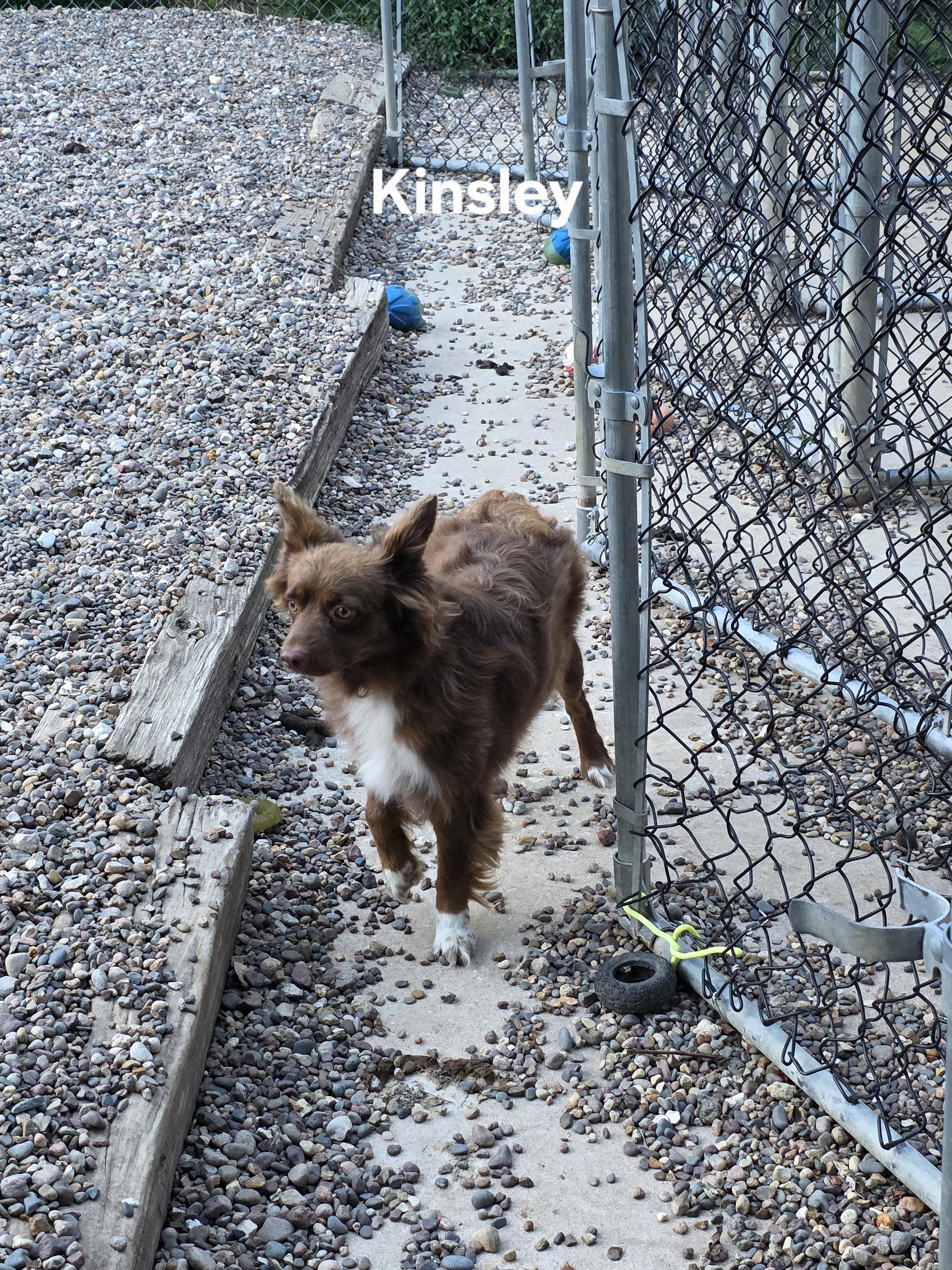 Enlarge Kinsley, a Adoptable Australian Shepherd in Wever, IA image 3/5