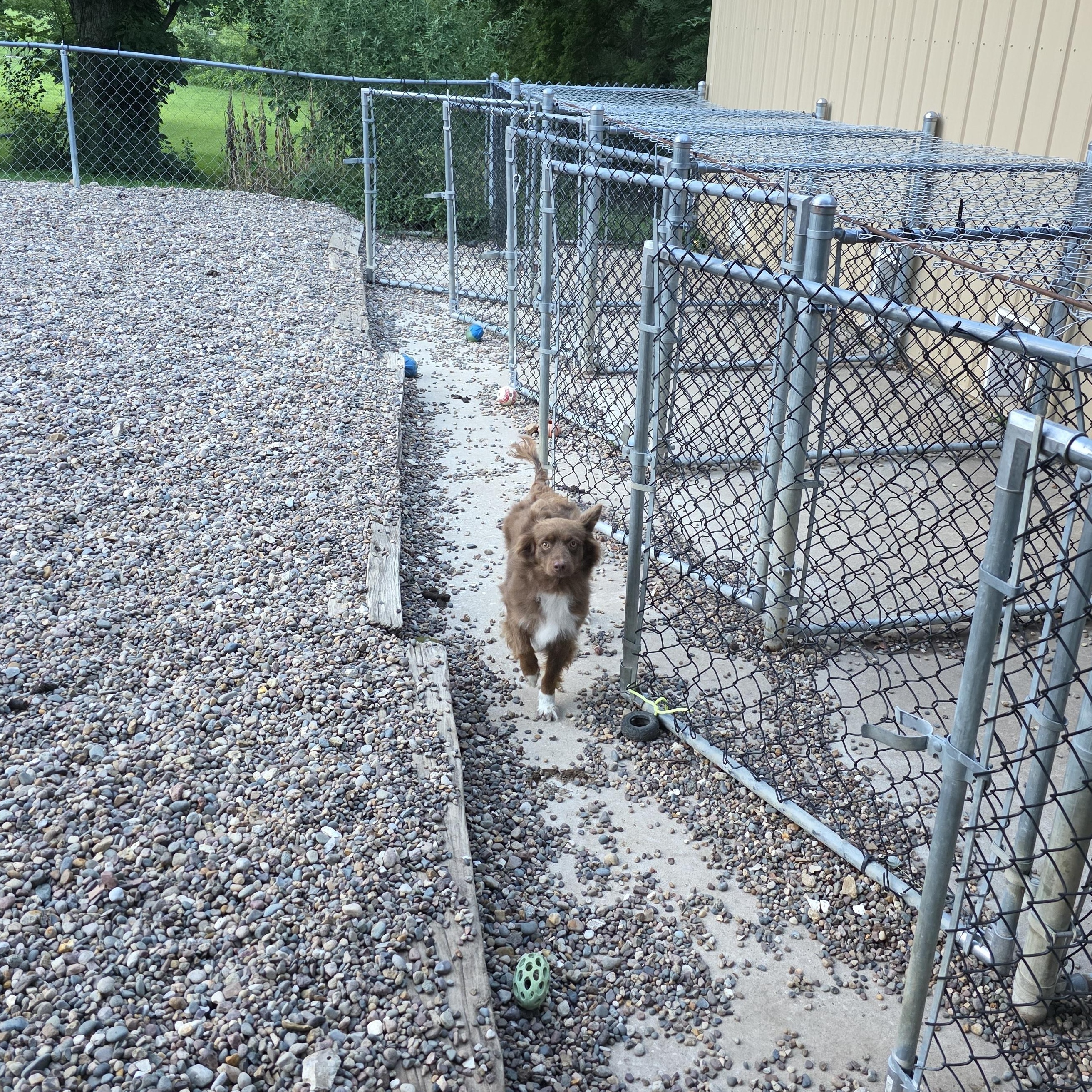 Enlarge Kinsley, a Adoptable Australian Shepherd in Wever, IA image 2/5