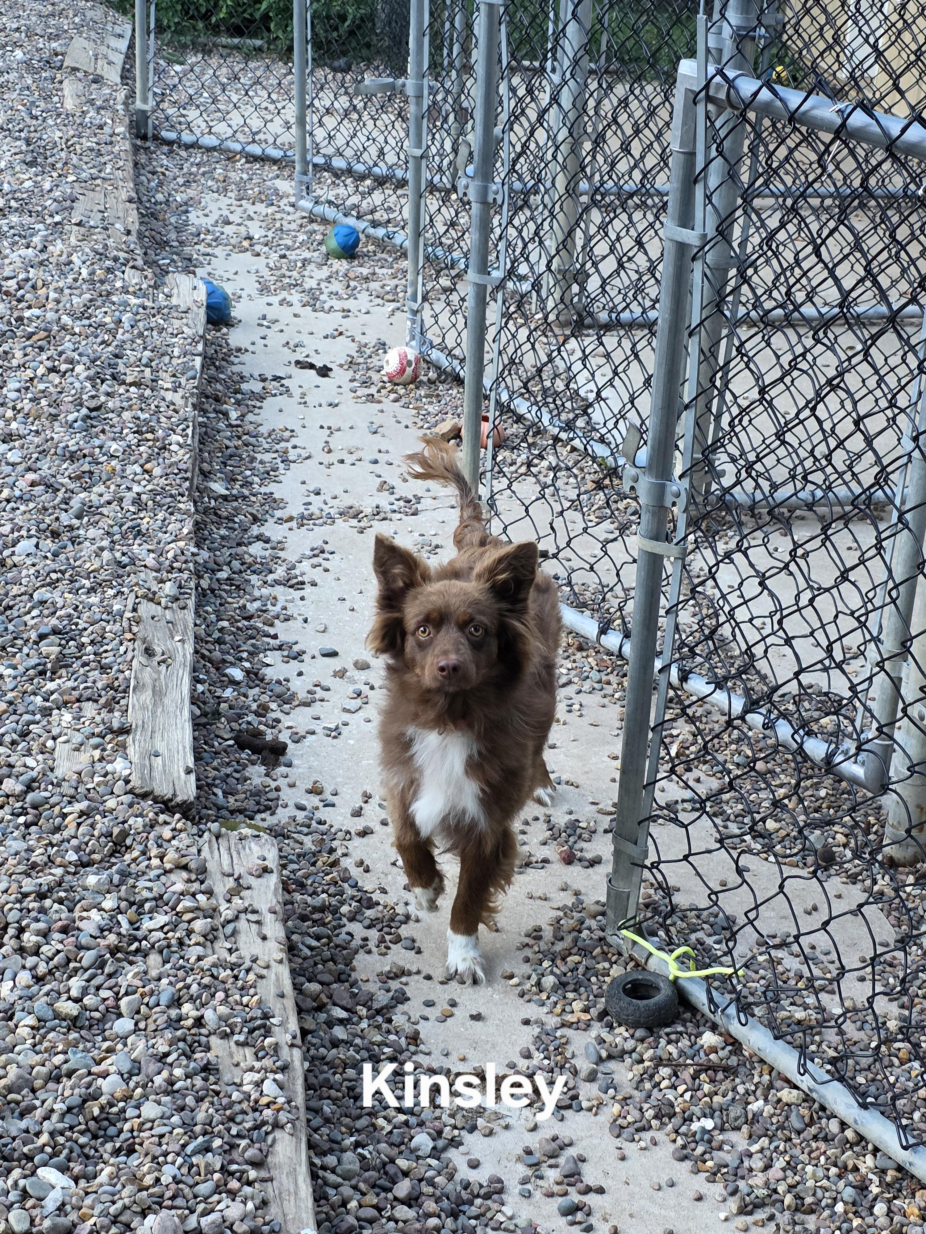 Kinsley, Adoptable, Adult Female Australian Shepherd.