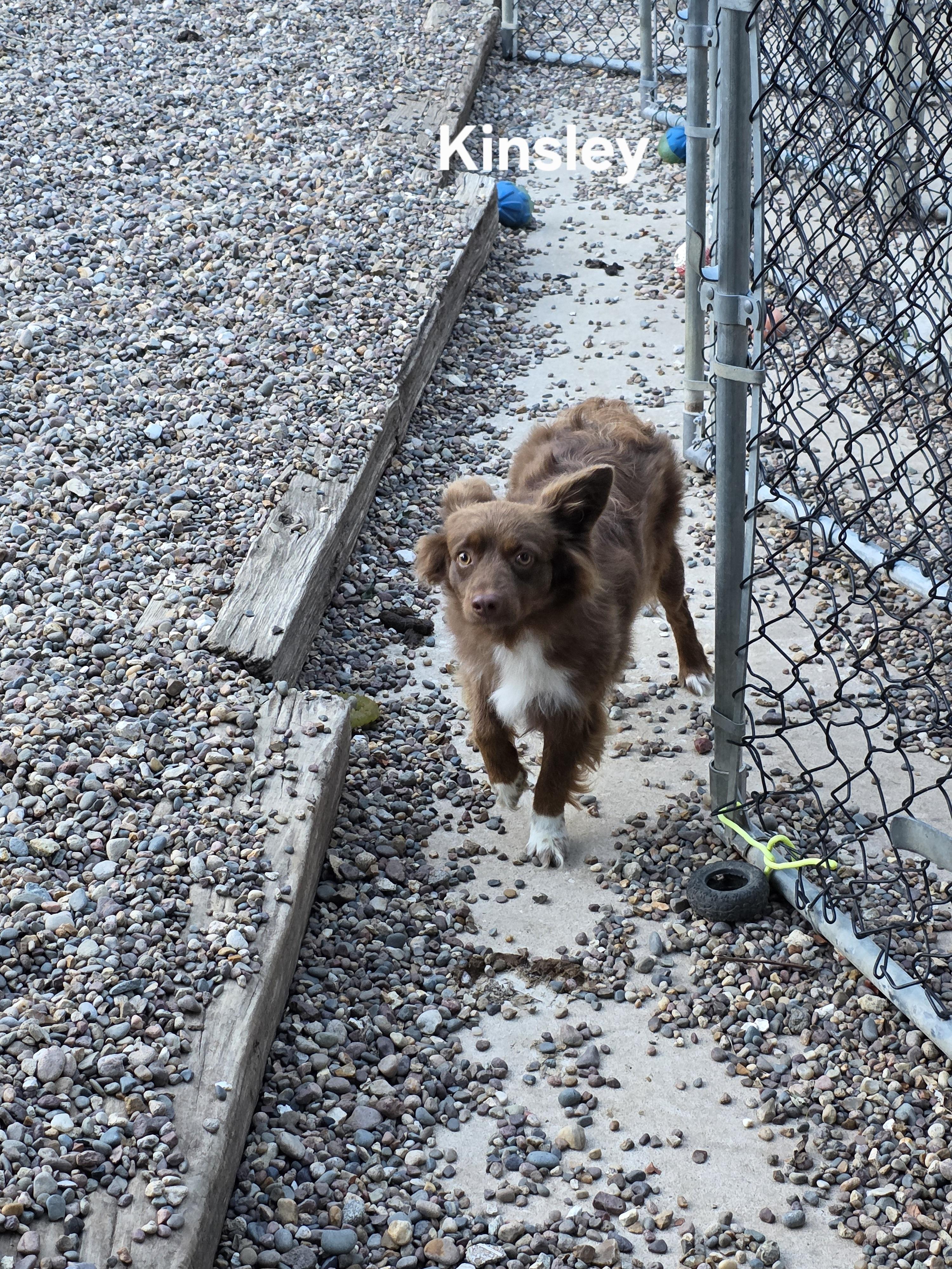 Enlarge Kinsley, a Adoptable Australian Shepherd in Wever, IA image 4/5