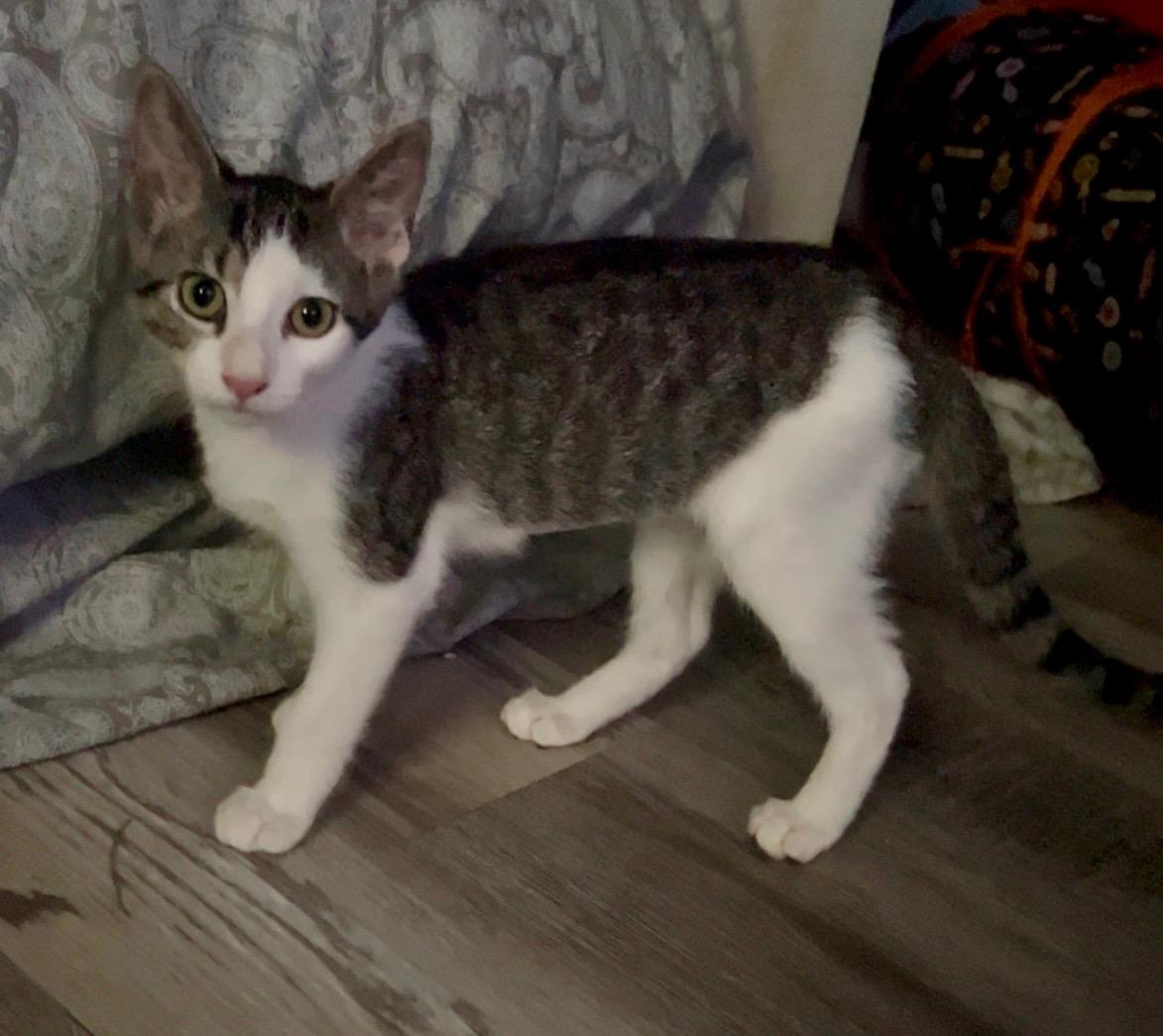 Siren — thumbnail 2