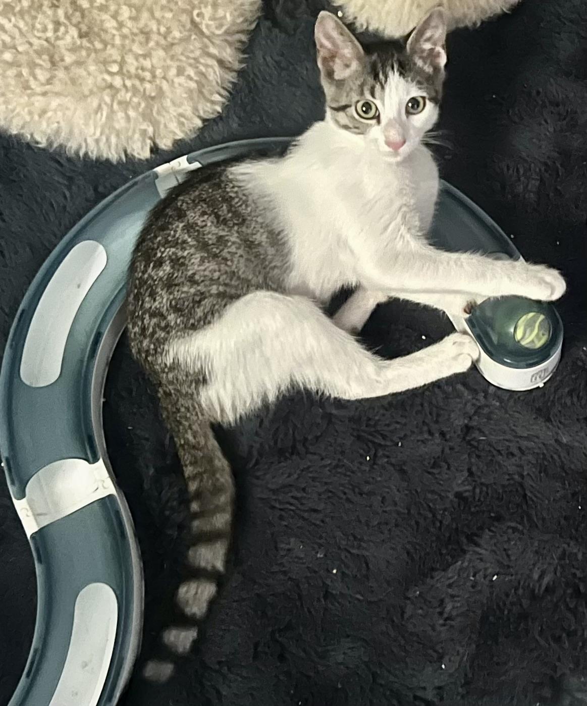 Siren — thumbnail 3