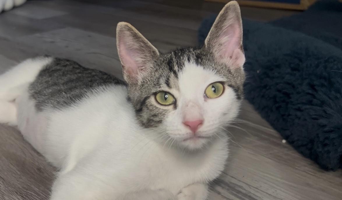 Siren — thumbnail 4