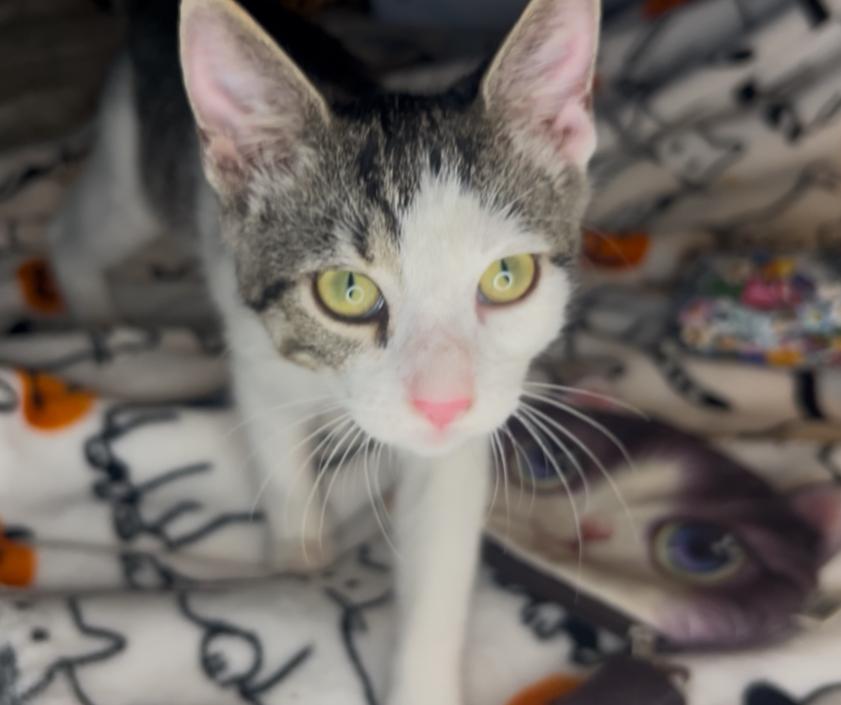 Siren — thumbnail 5