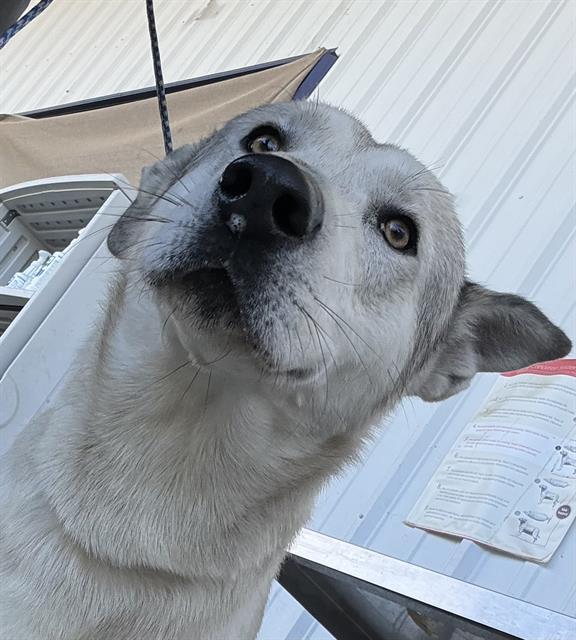 Mickey -- URGENT!, Adoptable, Adult Male Siberian Husky.