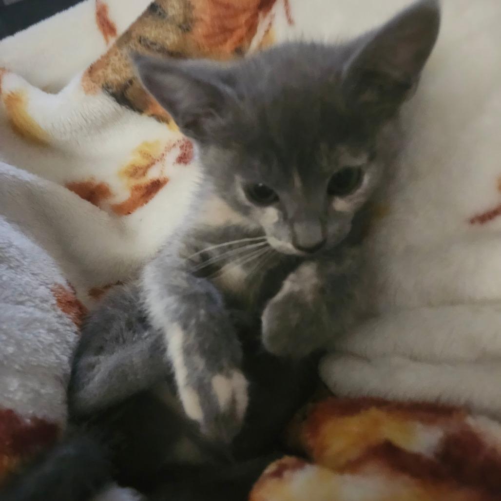 Enlarge Ruby Rose-AR, a Adoptable Domestic Short Hair in Tallahassee, FL image 1/5