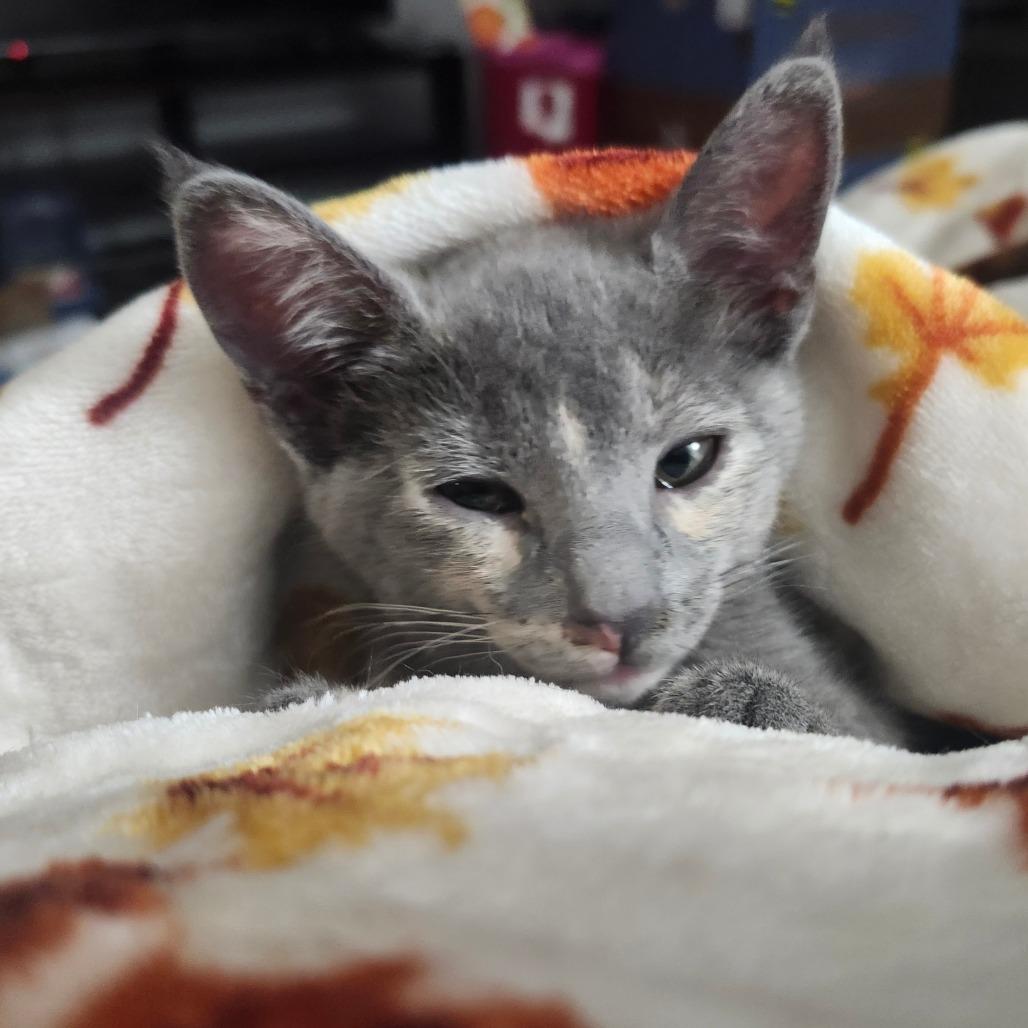 Enlarge Ruby Rose-AR, a Adoptable Domestic Short Hair in Tallahassee, FL image 2/5