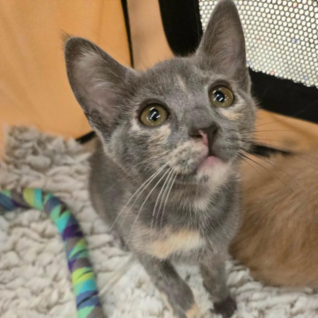 Enlarge Ruby Rose-AR, a Adoptable Domestic Short Hair in Tallahassee, FL image 2/5