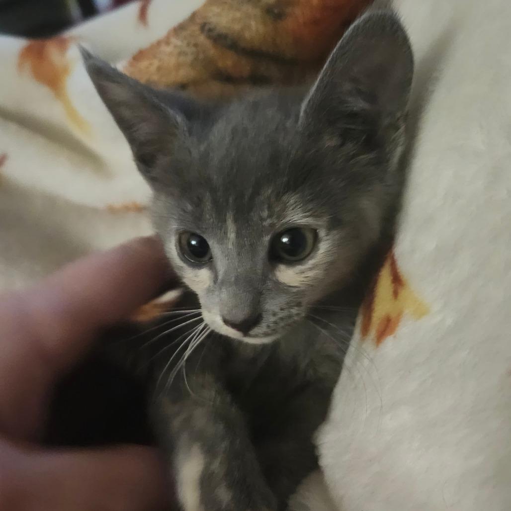 Enlarge Ruby Rose-AR, a Adoptable Domestic Short Hair in Tallahassee, FL image 3/5