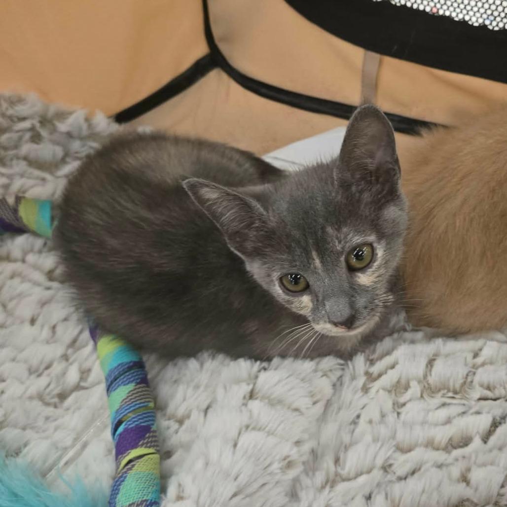 Enlarge Ruby Rose-AR, a Adoptable Domestic Short Hair in Tallahassee, FL image 4/5