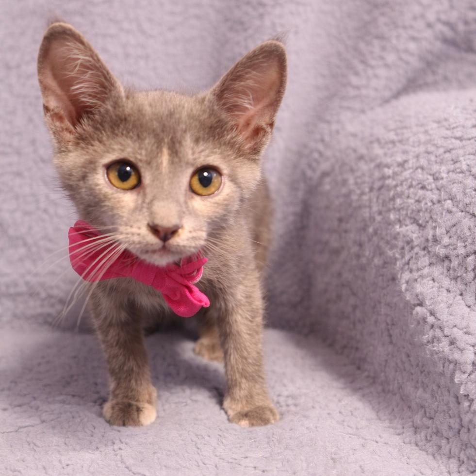 Enlarge Ruby Rose-AR, a Adoptable Domestic Short Hair in Tallahassee, FL image 5/5