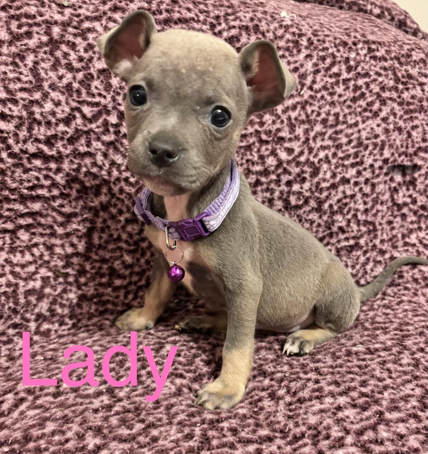 Lady, adopted, Puppy Female Boston Terrier & Chihuahua.
