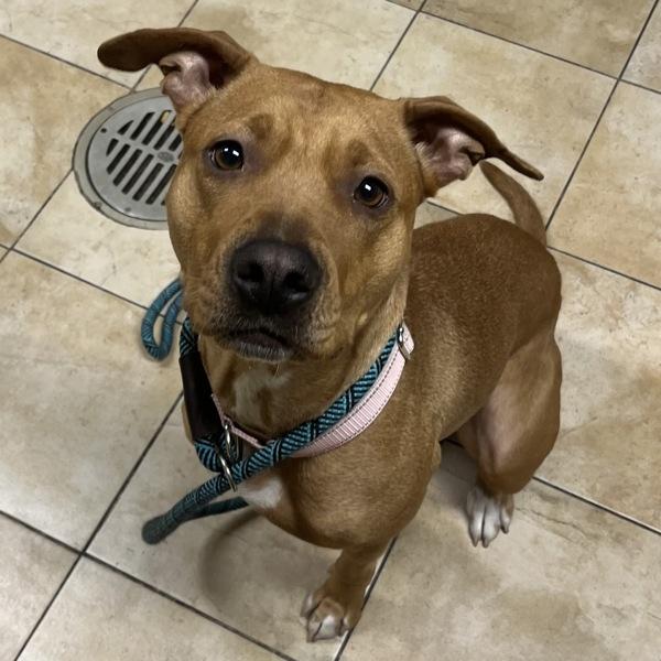 Samantha (mcas), Adoptable, Adult Female Pit Bull Terrier.