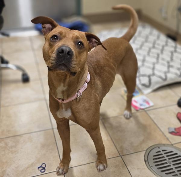 Enlarge Samantha (mcas), a Adoptable mixed breed in Troutdale, OR image 3/3