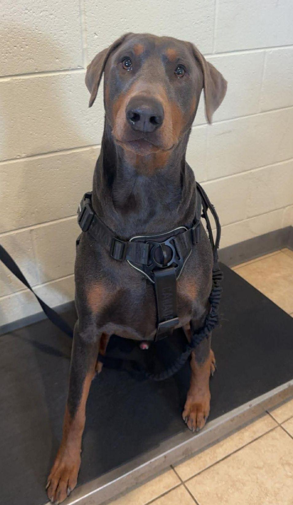 Brewer , ADOPTABLE, Adult Male Doberman Pinscher.