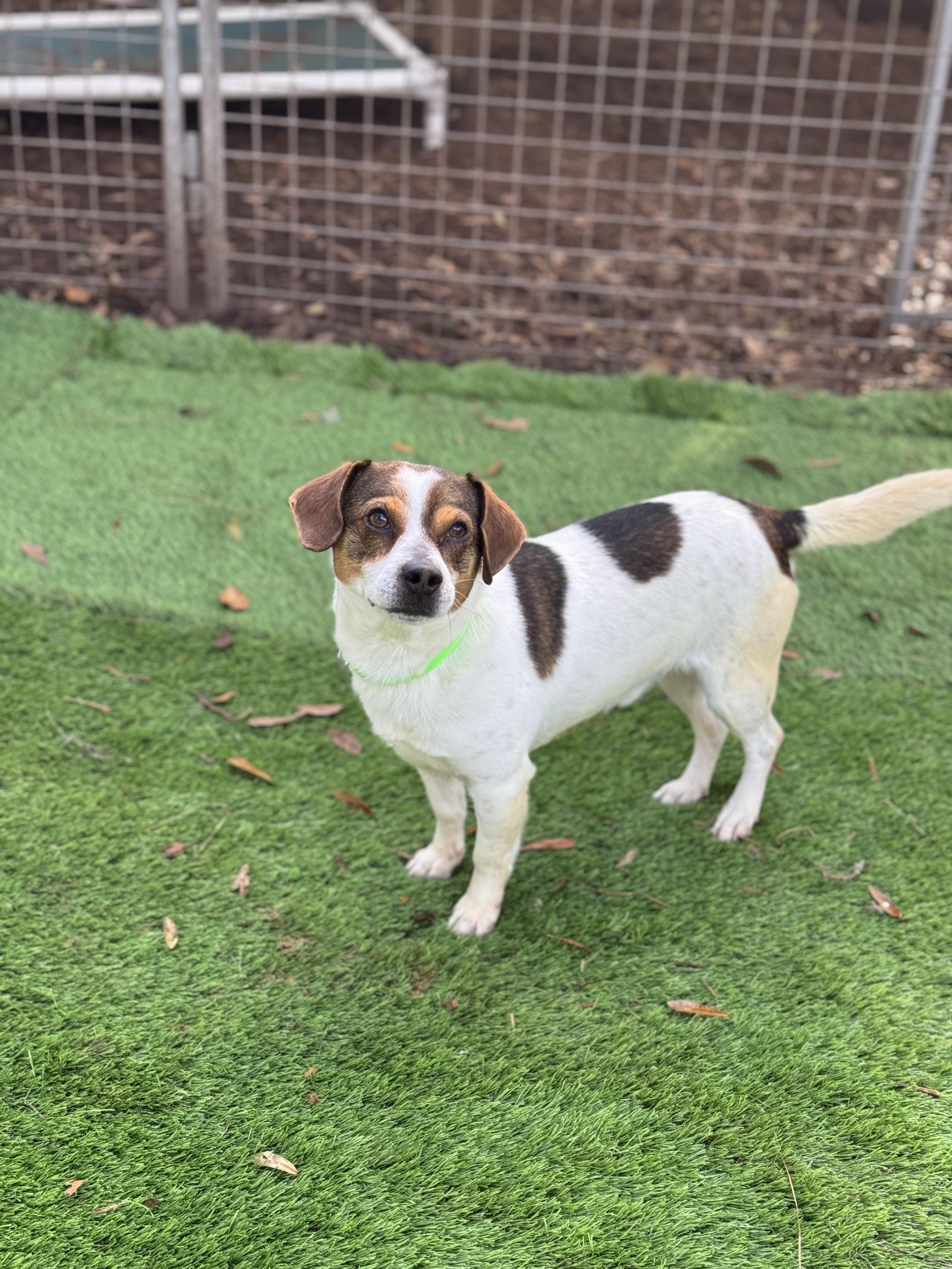 Enlarge Bear, an adopted Jack Russell Terrier in Pawleys Island, SC image 1/1
