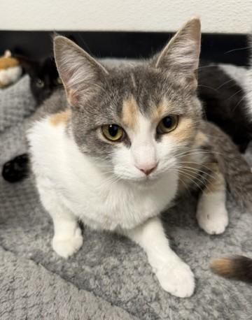Enlarge Rusty Lynn, a Adoptable Domestic Short Hair in Bryan, OH image 1/1
