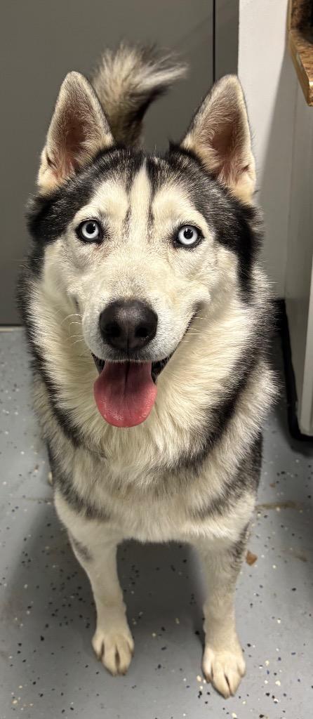 Enlarge December, a Adoptable mixed breed in Seven Points, TX image 1/1